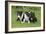 Bull Terrier 01-Bob Langrish-Framed Photographic Print