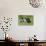 Bull Terrier 01-Bob Langrish-Photographic Print displayed on a wall