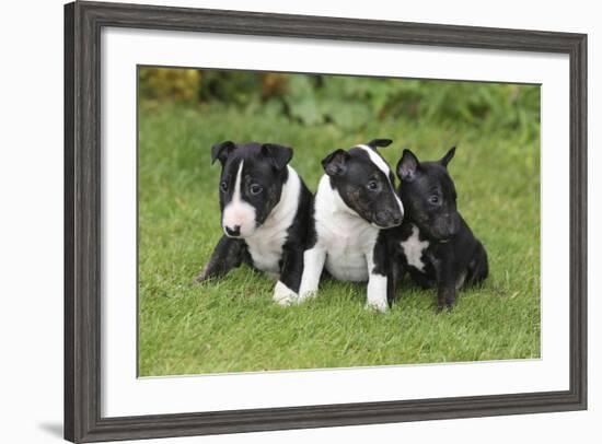 Bull Terrier 01-Bob Langrish-Framed Photographic Print