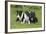 Bull Terrier 01-Bob Langrish-Framed Photographic Print