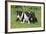 Bull Terrier 01-Bob Langrish-Framed Photographic Print