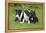 Bull Terrier 01-Bob Langrish-Framed Premier Image Canvas