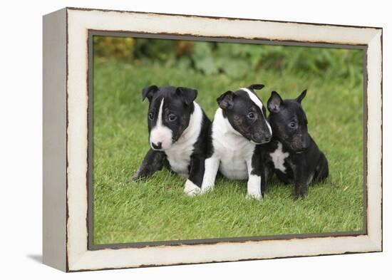 Bull Terrier 01-Bob Langrish-Framed Premier Image Canvas