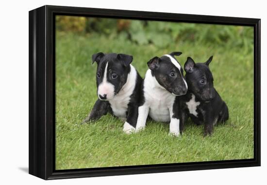 Bull Terrier 01-Bob Langrish-Framed Premier Image Canvas