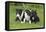 Bull Terrier 01-Bob Langrish-Framed Premier Image Canvas