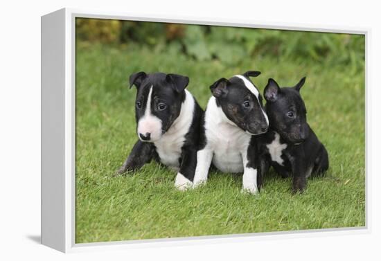 Bull Terrier 01-Bob Langrish-Framed Premier Image Canvas