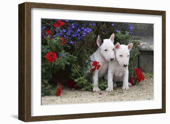 Bull Terrier 02-Bob Langrish-Framed Photographic Print