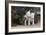 Bull Terrier 02-Bob Langrish-Framed Photographic Print