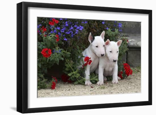 Bull Terrier 02-Bob Langrish-Framed Photographic Print