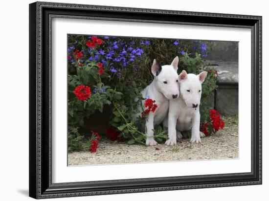 Bull Terrier 02-Bob Langrish-Framed Photographic Print