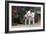 Bull Terrier 02-Bob Langrish-Framed Photographic Print