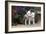 Bull Terrier 02-Bob Langrish-Framed Photographic Print