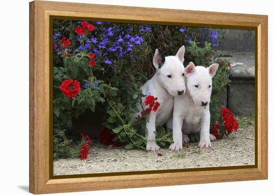 Bull Terrier 02-Bob Langrish-Framed Premier Image Canvas