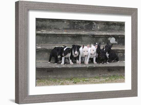 Bull Terrier 03-Bob Langrish-Framed Photographic Print