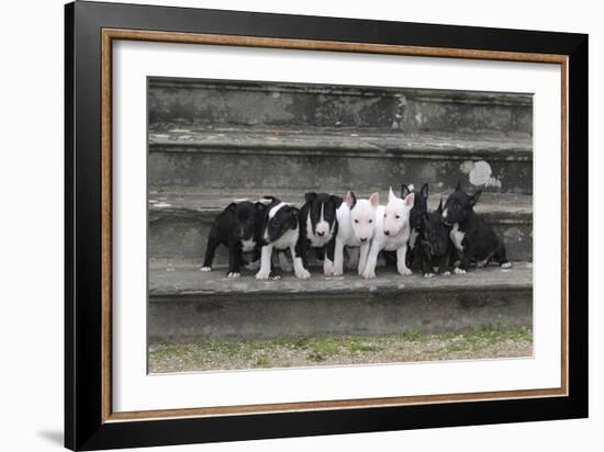 Bull Terrier 03-Bob Langrish-Framed Photographic Print