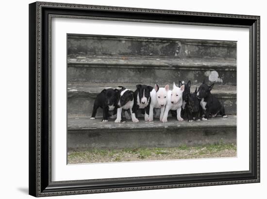 Bull Terrier 03-Bob Langrish-Framed Photographic Print