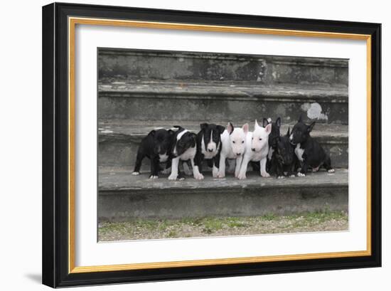 Bull Terrier 03-Bob Langrish-Framed Photographic Print