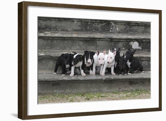 Bull Terrier 03-Bob Langrish-Framed Photographic Print