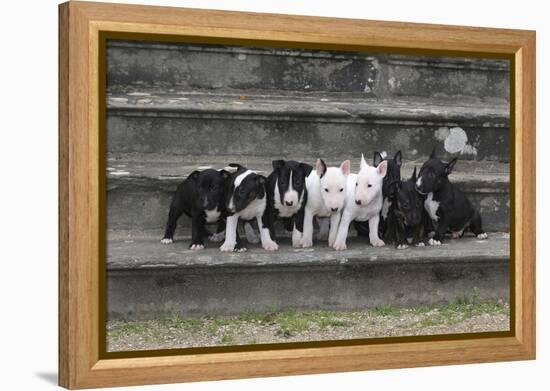 Bull Terrier 03-Bob Langrish-Framed Premier Image Canvas