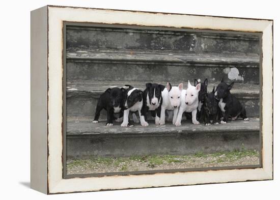 Bull Terrier 03-Bob Langrish-Framed Premier Image Canvas