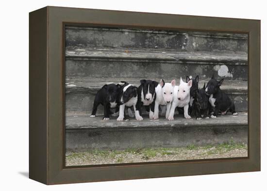 Bull Terrier 03-Bob Langrish-Framed Premier Image Canvas