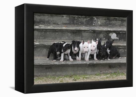 Bull Terrier 03-Bob Langrish-Framed Premier Image Canvas