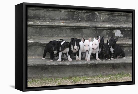 Bull Terrier 03-Bob Langrish-Framed Premier Image Canvas