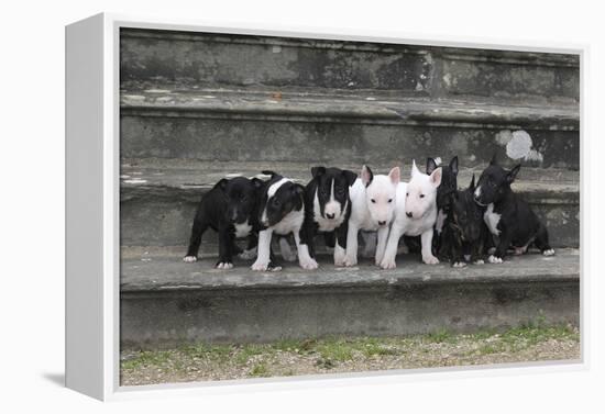 Bull Terrier 03-Bob Langrish-Framed Premier Image Canvas