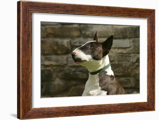 Bull Terrier 05-Bob Langrish-Framed Photographic Print