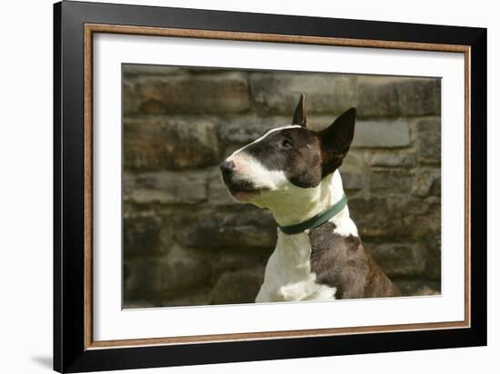 Bull Terrier 05-Bob Langrish-Framed Photographic Print