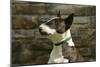 Bull Terrier 05-Bob Langrish-Mounted Photographic Print