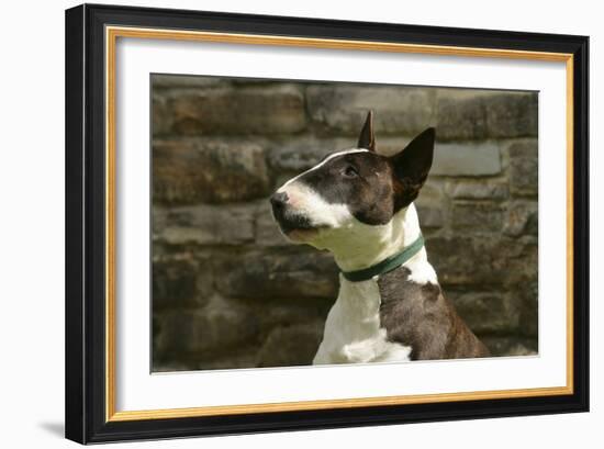 Bull Terrier 05-Bob Langrish-Framed Photographic Print