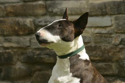 Bull Terrier 05 Photographic Print Bob Langrish Art