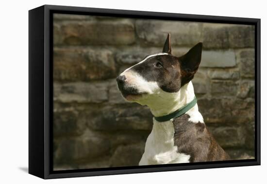 Bull Terrier 05-Bob Langrish-Framed Premier Image Canvas