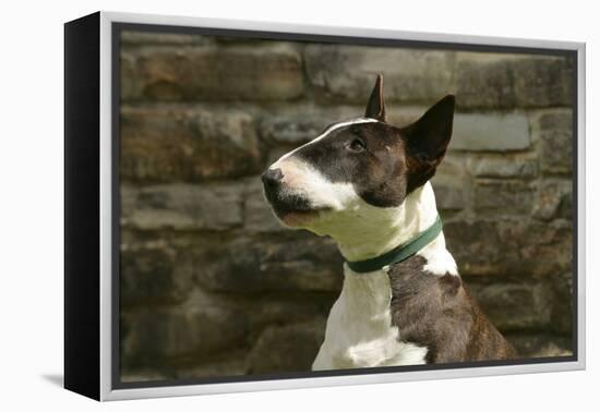 Bull Terrier 05-Bob Langrish-Framed Premier Image Canvas