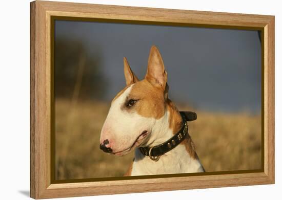 Bull Terrier 14-Bob Langrish-Framed Premier Image Canvas