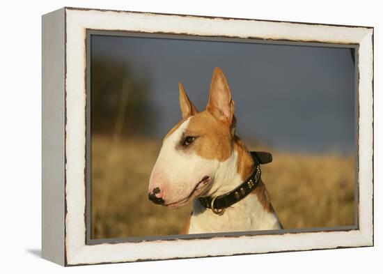 Bull Terrier 14-Bob Langrish-Framed Premier Image Canvas