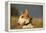 Bull Terrier 14-Bob Langrish-Framed Premier Image Canvas