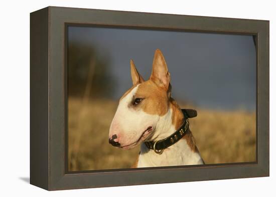 Bull Terrier 14-Bob Langrish-Framed Premier Image Canvas