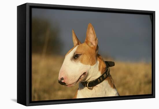 Bull Terrier 14-Bob Langrish-Framed Premier Image Canvas