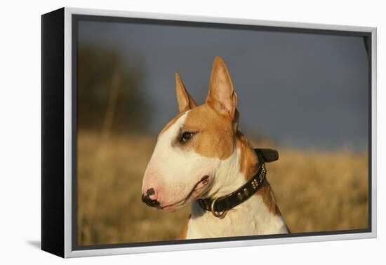 Bull Terrier 14-Bob Langrish-Framed Premier Image Canvas