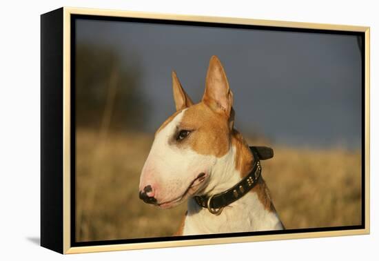 Bull Terrier 14-Bob Langrish-Framed Premier Image Canvas