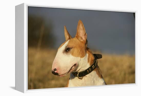 Bull Terrier 14-Bob Langrish-Framed Premier Image Canvas