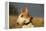 Bull Terrier 14-Bob Langrish-Framed Premier Image Canvas