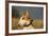 Bull Terrier 14-Bob Langrish-Framed Photographic Print