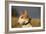 Bull Terrier 14-Bob Langrish-Framed Photographic Print