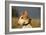 Bull Terrier 14-Bob Langrish-Framed Photographic Print