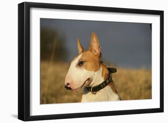 Bull Terrier 14-Bob Langrish-Framed Photographic Print