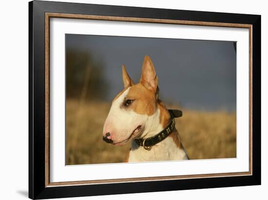 Bull Terrier 14-Bob Langrish-Framed Photographic Print