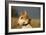 Bull Terrier 14-Bob Langrish-Framed Photographic Print